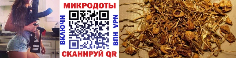 закладка  Цимлянск  Галлюциногенные грибы мицелий 